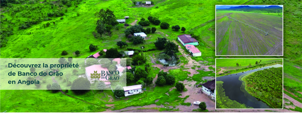 Banner Banco do Grão